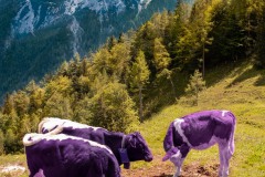 Almlandschaft mit Kühen