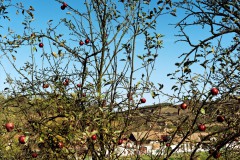 Moardesch / Mordisch, Oktober 2008