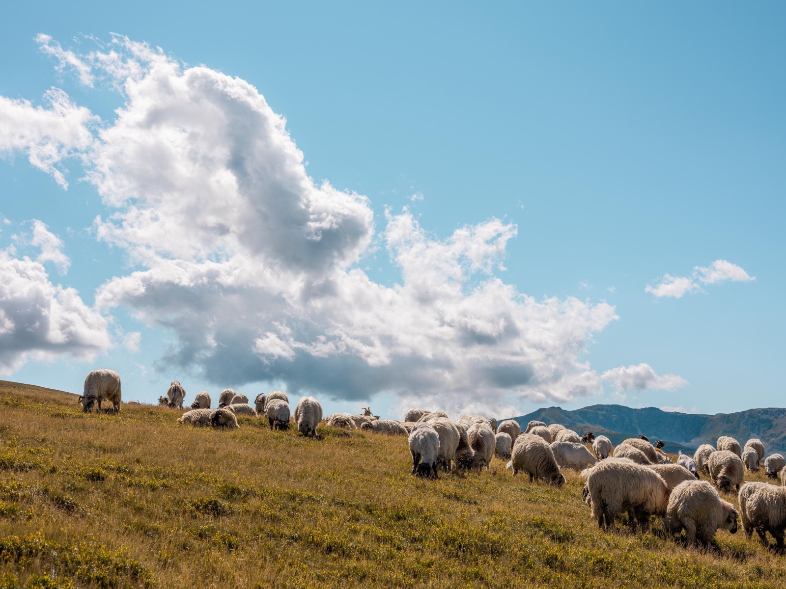 Bergwiese mit Schafe, 2020
