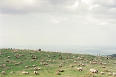 Bergwiese mit Schafe