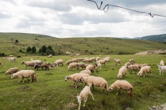Wiese mit Schafe, 2018