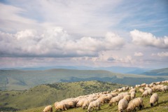 Bergwiese mit Schafe, 2021