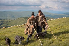 Schäfer mit Hunde, Karpaten 2021